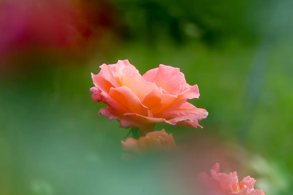 Pink roses surrounded by greenery
